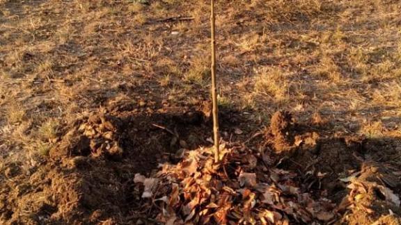 Ставрополец подарил Зеленокумску приносящие удачу деревья