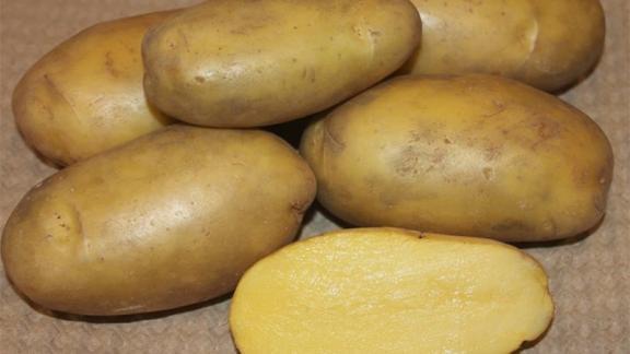 Ставропольцам порекомендовали сажать картофель в тёплые «февральские окна»