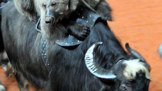 Медведи верхом на буйволах скачут в ставропольском цирке