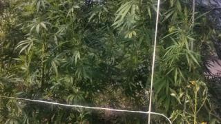 Жительница Невинномысска выращивала на своем участке марихуану