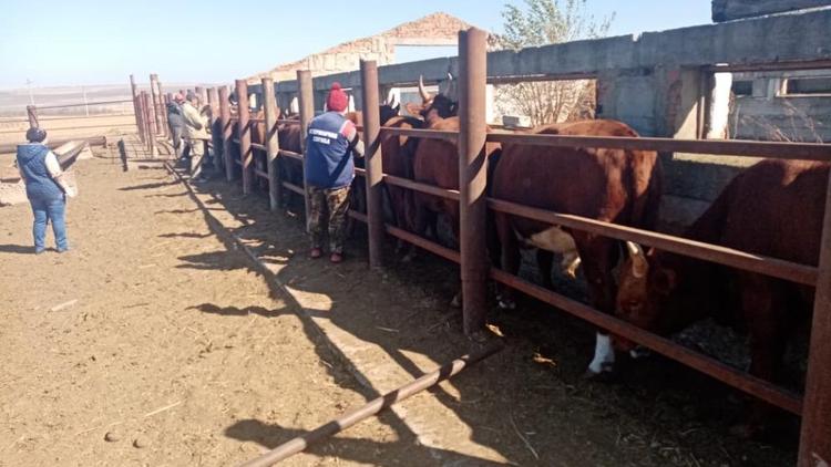 В Шпаковском районе крупный рогатый скот проверят на бруцеллёз и туберкулёз