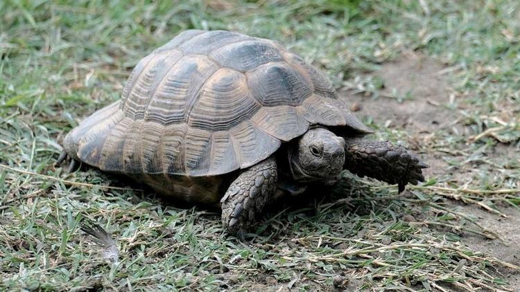Самым экзотическим гостем Кисловодска в 2022 году стала черепаха-путешественница