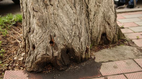 В Пятигорске «отравили» два дерева: вандалов ищут