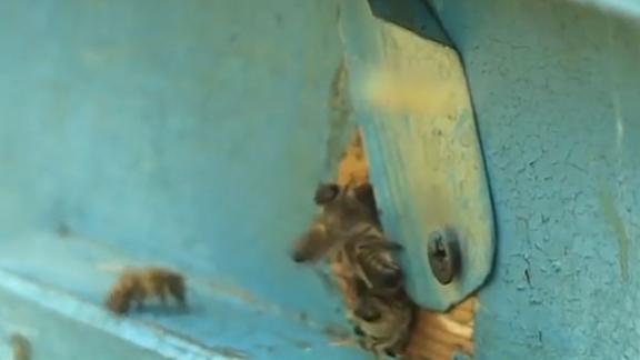 На Ставрополье освоили новую методику лечения пчёлами