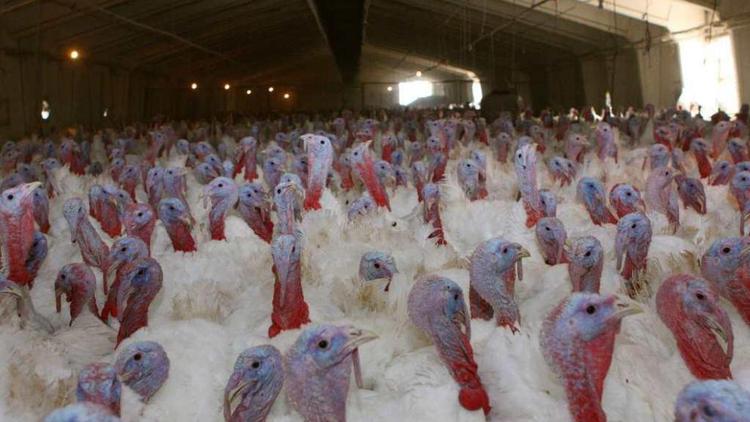 Производство мяса птицы на Ставрополье возросло на 12,7%