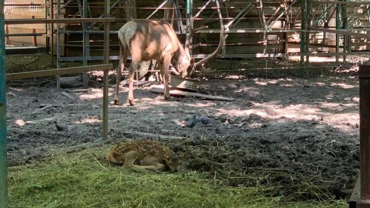 В ставропольском зоопарке бэби-бум: родителями стали олени, лани, яки и дикобразы