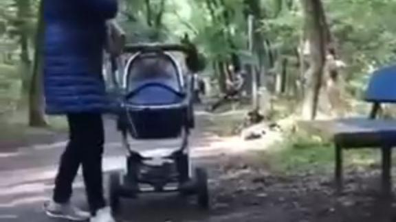 В парке Ставрополя чёрная белка хотела забраться в детскую коляску