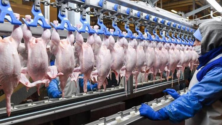 В Новоалександровском округе Ставрополья создается комплекс по переработке мяса птицы