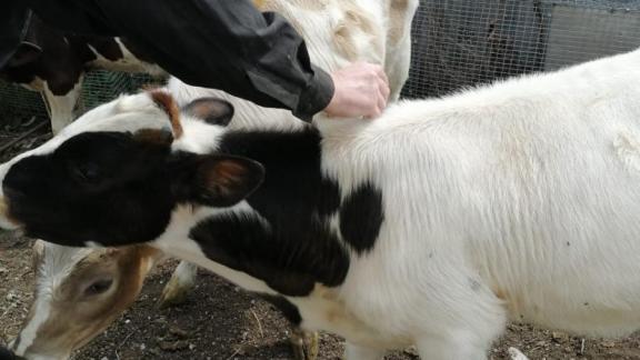 В Пятигорске крупный рогатый скот вакцинируют против дерматита
