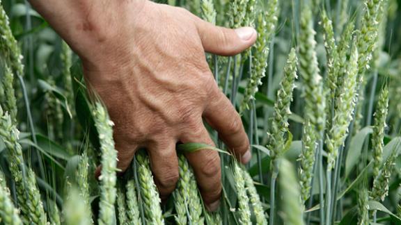 Эффективные системы земледелия обсудили в минсельхозе Ставрополья