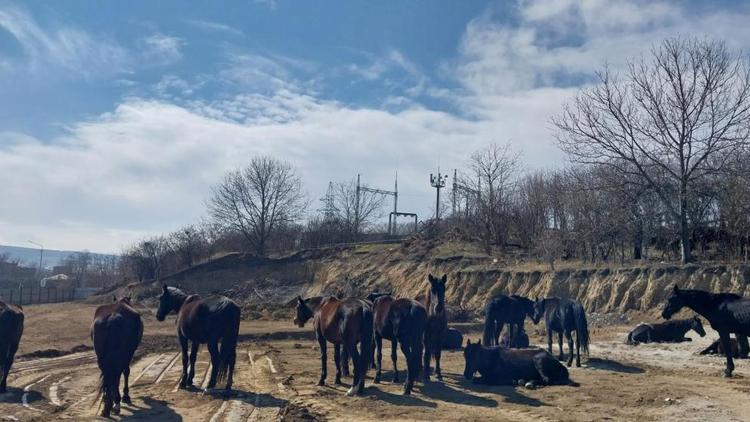 Табун лошадей разгуливал около Вечного огня в Кисловодске