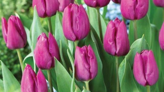 Весной в Ессентуках зацветут 30 тысяч тюльпанов