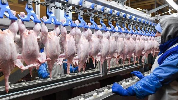 Ставропольские производители продали за границу более 58 тонн курятины