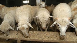 Как развивать овцеводство узнавали представители ставропольских хозяйств