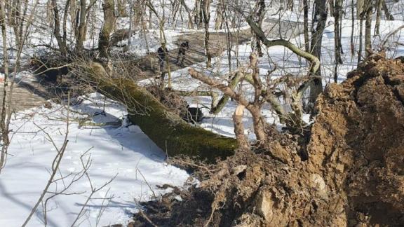 Ветер вырвал дерево с корнями в Железноводске