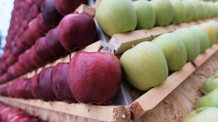 Аграрии Предгорного района Ставрополья собрали первый урожай яблок